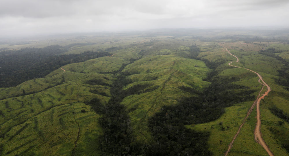 巴西今年上半年亚马逊地区的森林砍伐增加25%