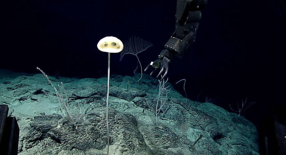 生物学家在太平洋发现“壮丽的外星人” （图片）