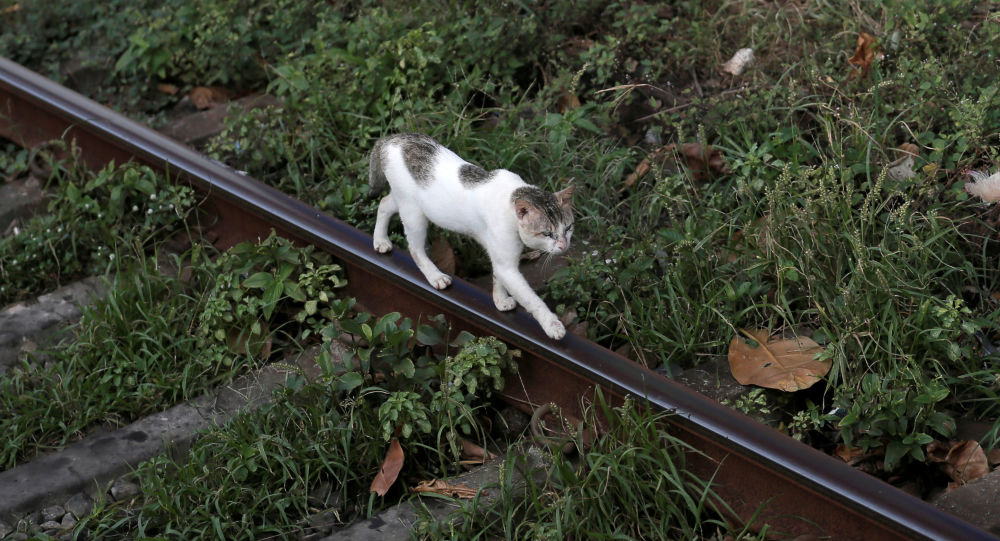 猫在雅罗斯拉夫尔郊外机场跑丢五个月后终被发现