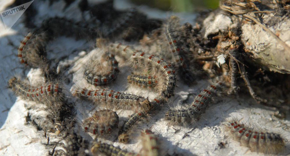 华媒：华北发现距今6000年的石雕蚕蛹