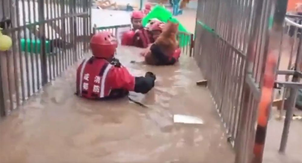成都消防员从洪水中救出多只狗