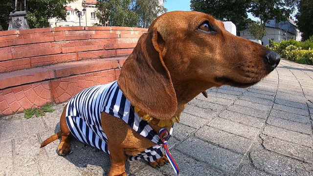 腊肠狗查帕——波罗的海第一个船舱狗