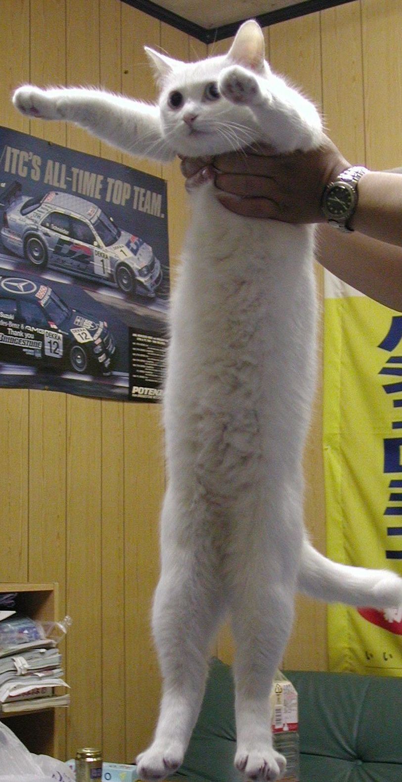 网红萌宠“Longcat”猫咪在日本去世