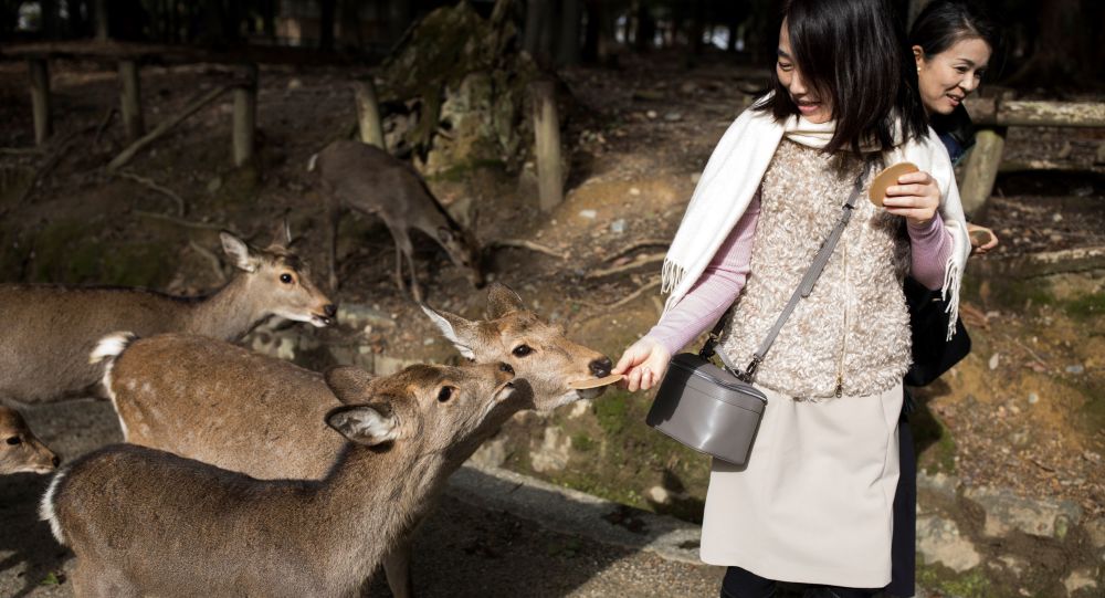 日本奈良鹿因疫情吃不到仙贝而暴瘦