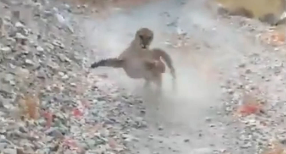 一名美国人拍下自己逃脱美洲狮的视频