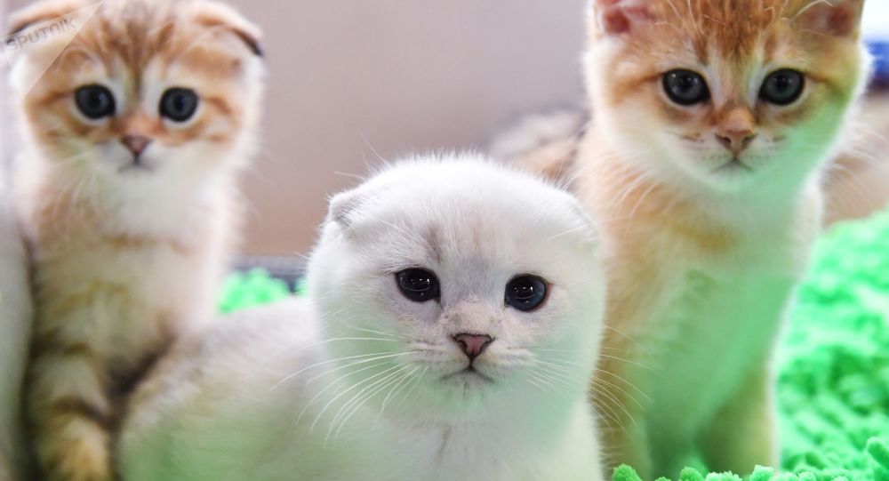 美国科学家发现无症状携带新冠病毒的家猫可传染健康家猫