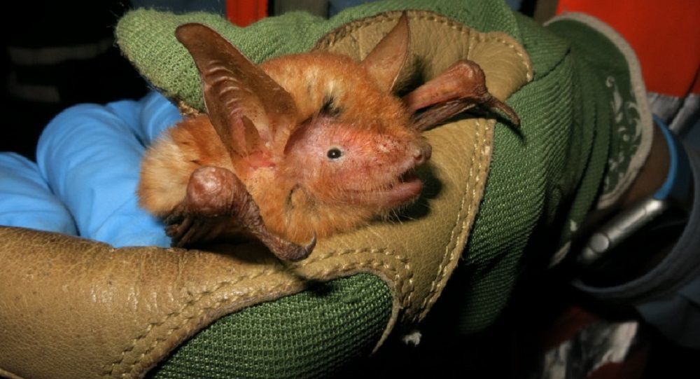 非洲发现橙色蝙蝠