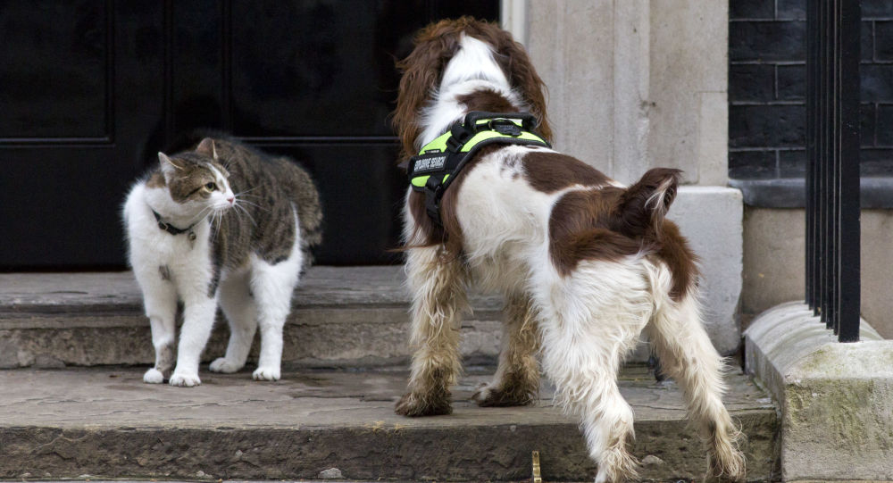 史宾格犬马克斯成为获得“动物界大英帝国勋章”的首只宠物