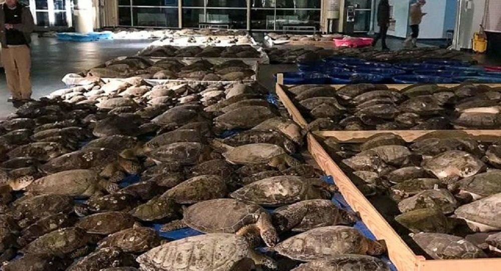 德克萨斯州数千只海龟被从严寒中解救出来