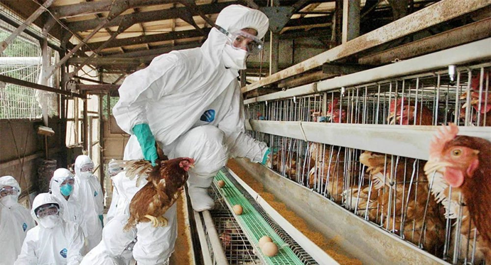 俄“矢量”科学中心：可开始研发人用疫苗应对禽流感病毒变异