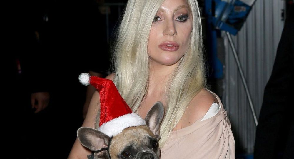 警方称已归还Lady Gaga被抢的宠物狗