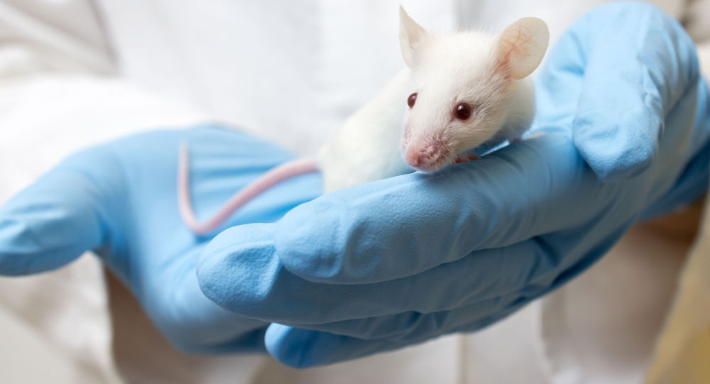 英国学者不改变基因让老鼠变性