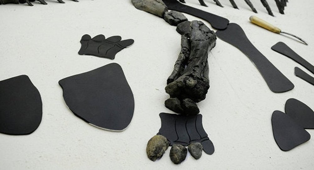 食肉恐龙物种化石