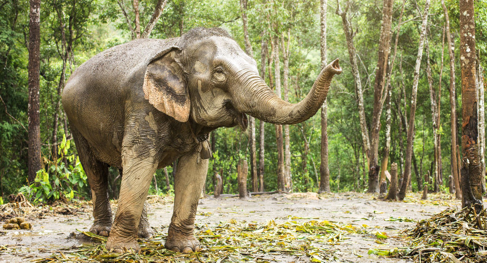 从捕猎者手中逃脱的印度象踩死了年轻的自拍爱好者