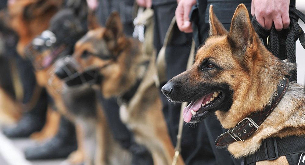 英国警方向布里斯托尔骚乱中值班的警犬表示感谢 