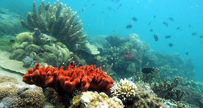 俄远东科学家建造出用于统计海洋生物资源的水下机器人