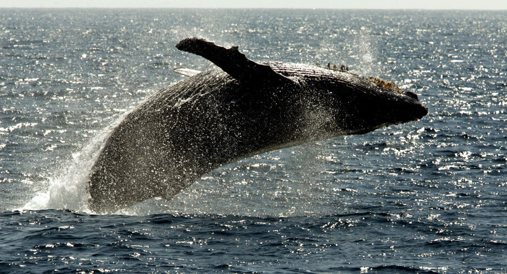 芬兰海岸警卫队成功救出被困渔网的座头鲸