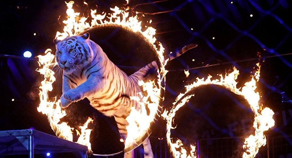 莫斯科大马戏院艺术家获得蒙特卡洛马戏艺术节