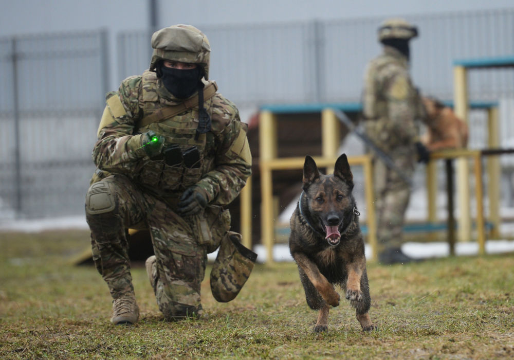 俄罗斯国家近卫军的军用犬进行训练