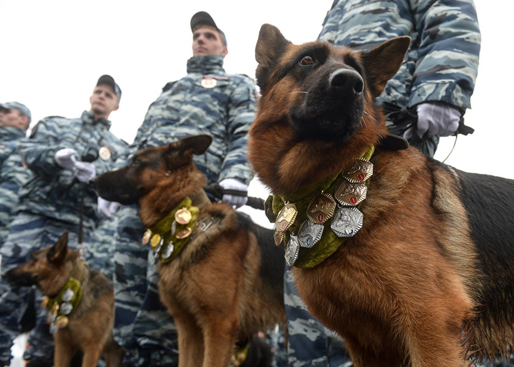 莫斯科警察局年度运动会上的警犬