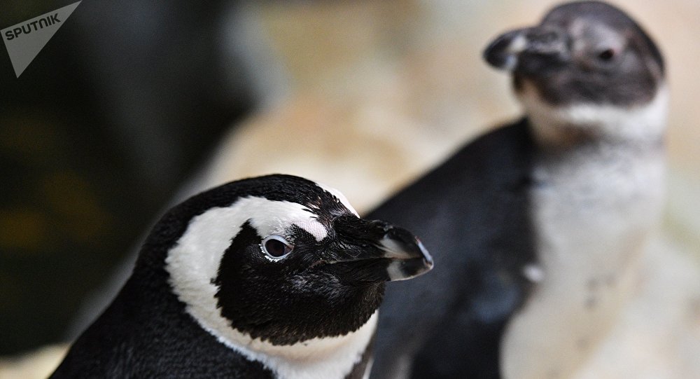 巴西海岸发现吞食口罩而死亡的企鹅