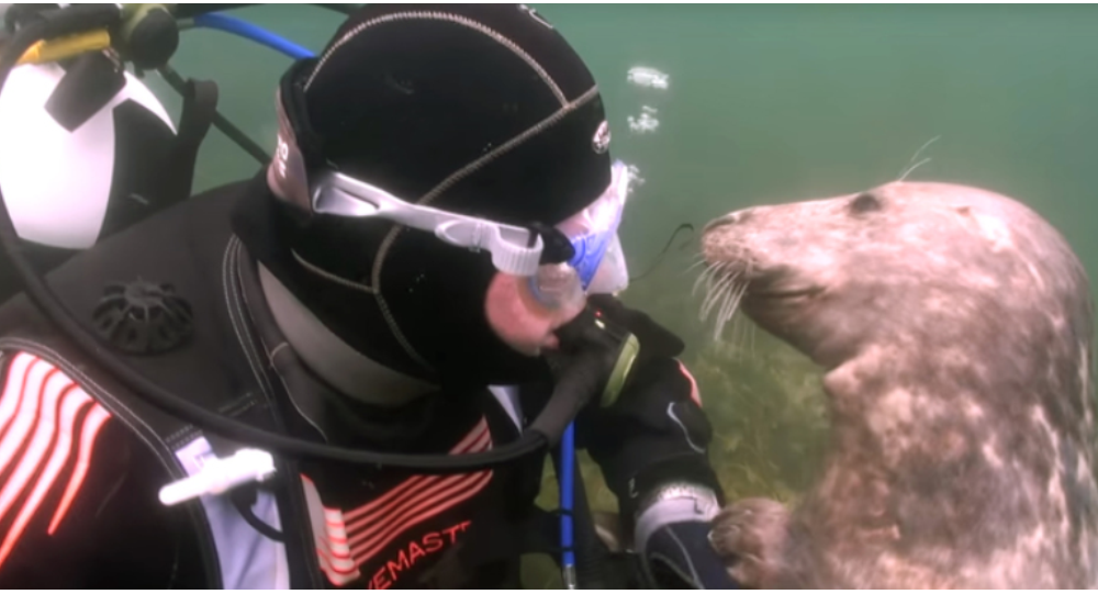 海狗亲吻了潜水员的脸颊