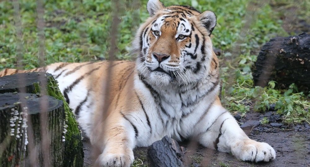 动物园：一只老虎袭击了加里宁格勒的一名技术人员