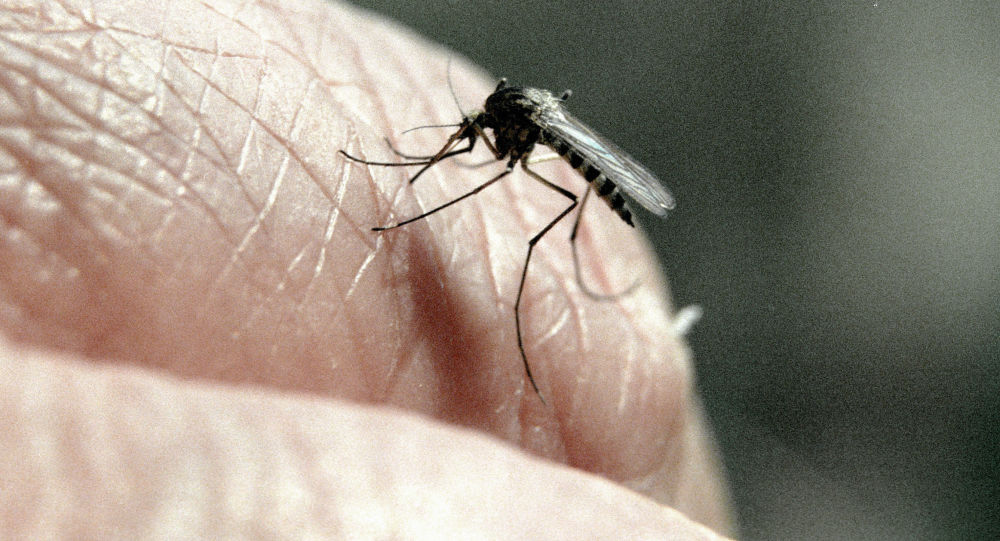 科学家发现蚊虫叮咬如何影响免疫力