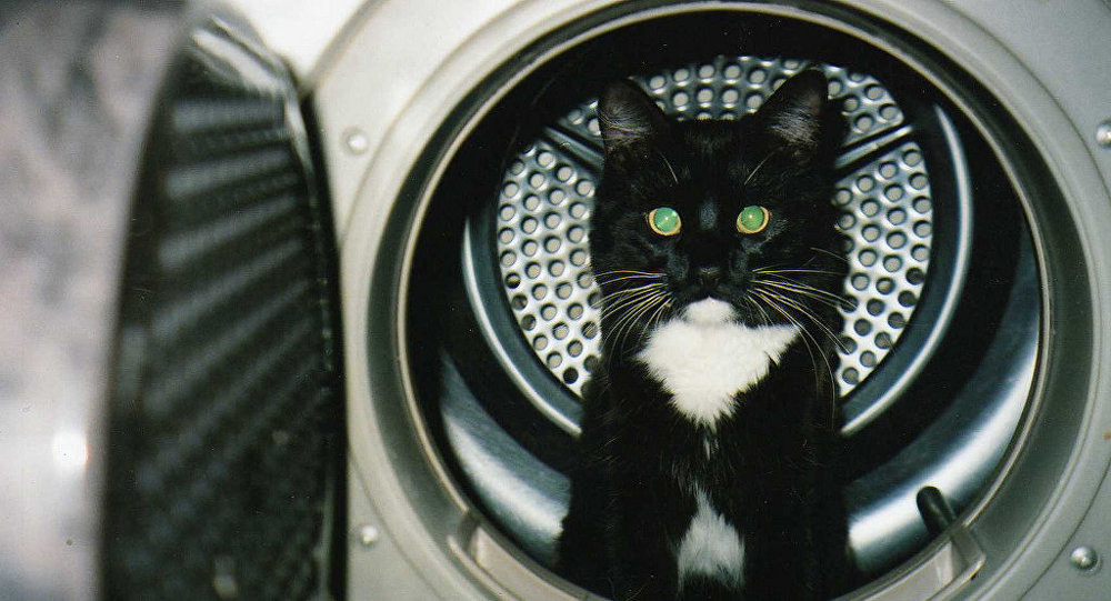挪威一只猫被关入洗衣机内40分钟仍然生还