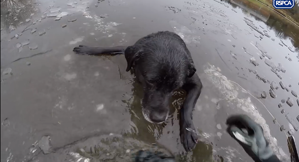 英国一名女性挽救了一只卡在冰河里的拉布拉多犬