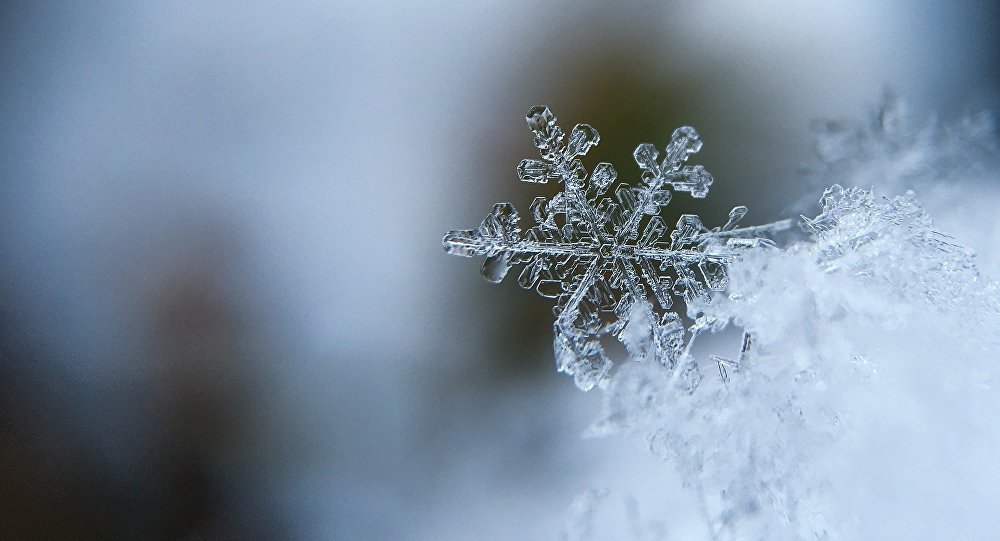 生态学家对圣彼得堡出现蓝雪的原因进行调查