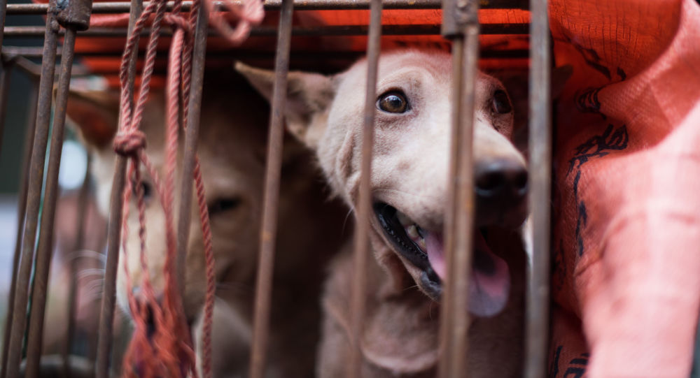 媒体：45只狗从中国肉市被运到美国