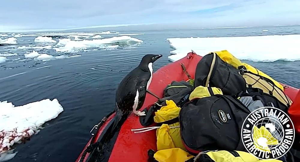 企鹅造访南极学者被拍下
