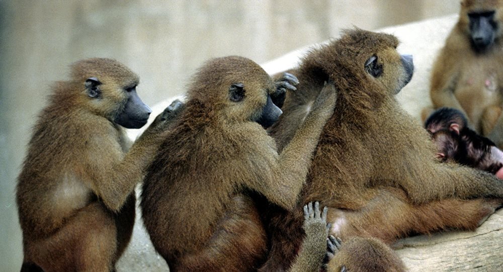 法国巴黎动物园因大量狒狒意外脱逃疏散游客