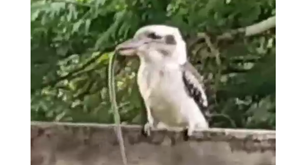 一只笑翠鸟在镜头前吃掉了一条蛇