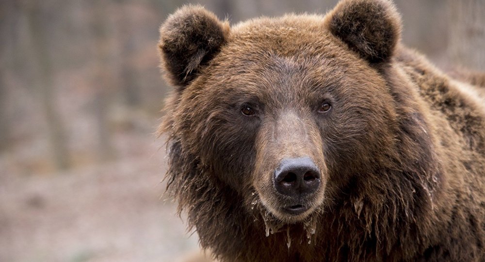 一头熊为从拉托维亚进入俄罗斯境内而坏拉了两国之间的边界护栏