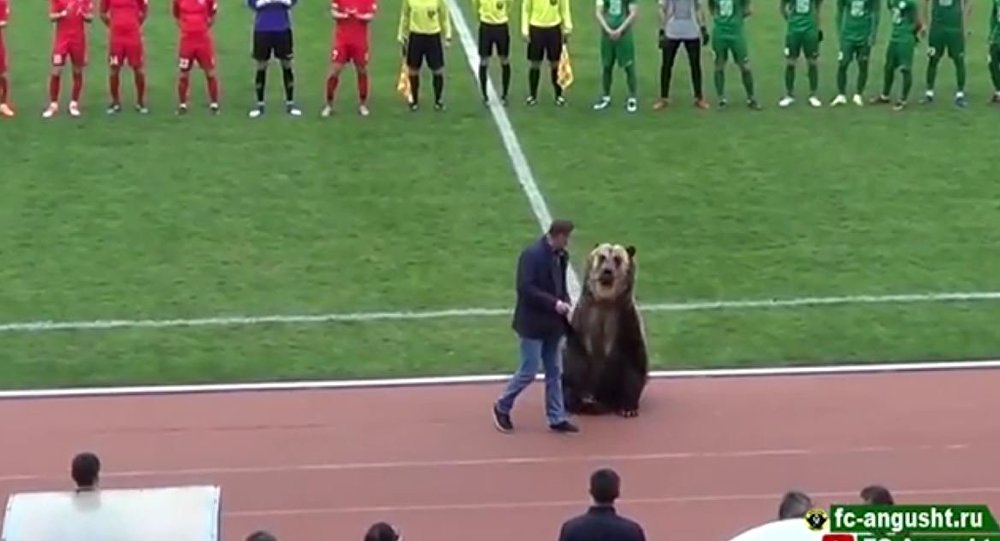 棕熊为足球赛开场
