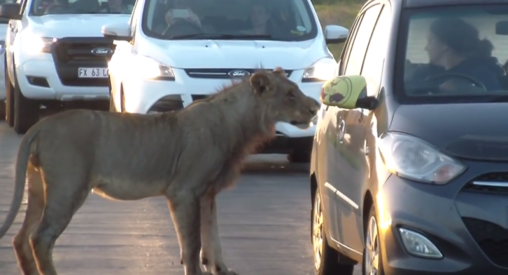 南非母狮试图用嘴开车门吓坏游客（视频）