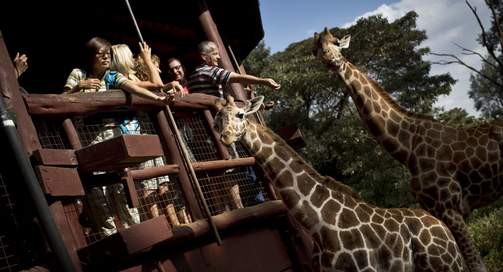 著名导演卡瓦略在拍摄中遭长颈鹿攻击死亡