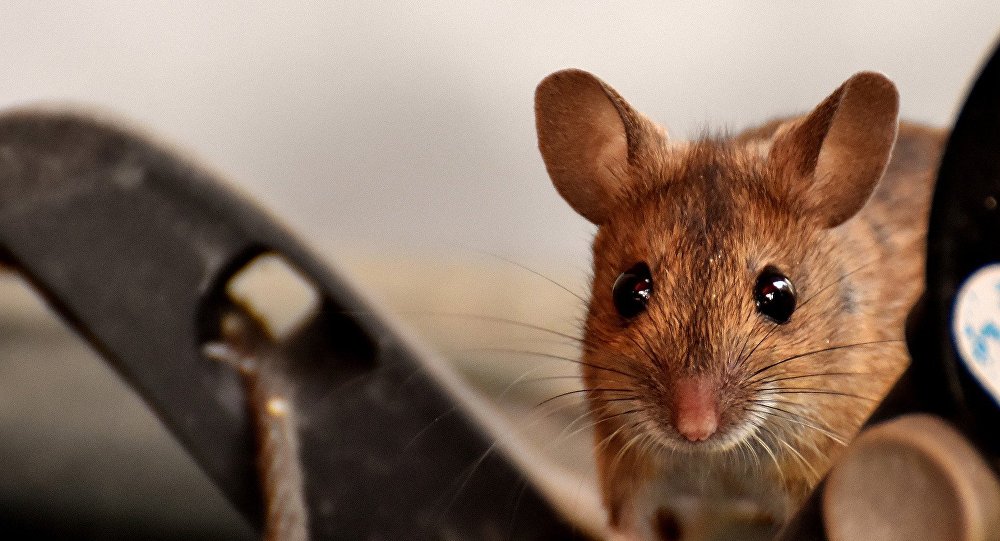 研究：人类的隐性疾病让小鼠变得无所畏惧