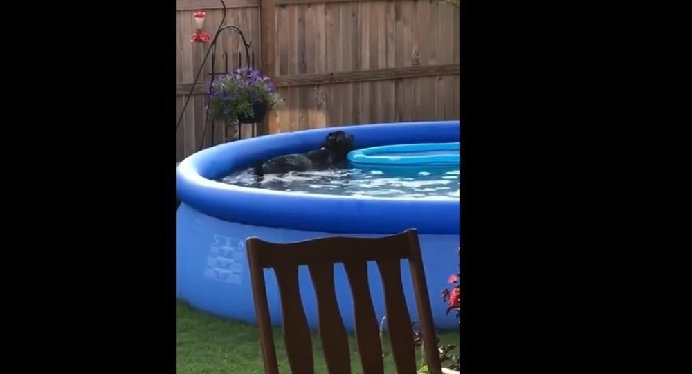 雪纳瑞狗偷偷在泳池游泳（视频）