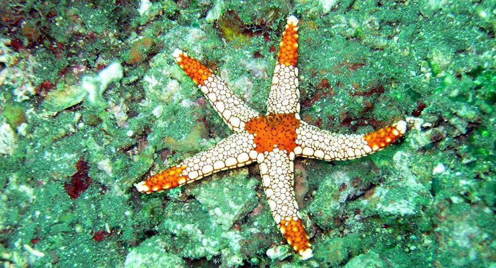 科学家在加拉帕戈斯群岛发现30种全新的海洋无脊椎动物