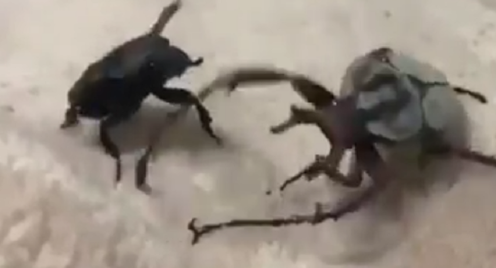视频：两只甲虫史诗般的战斗