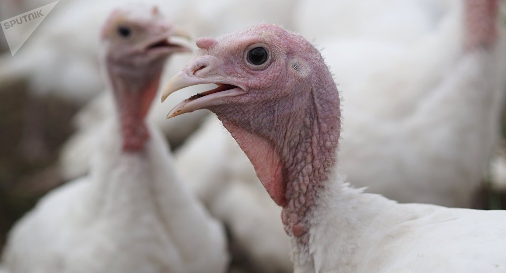 媒体：英国暴发禽流感超3万只火鸡被扑杀