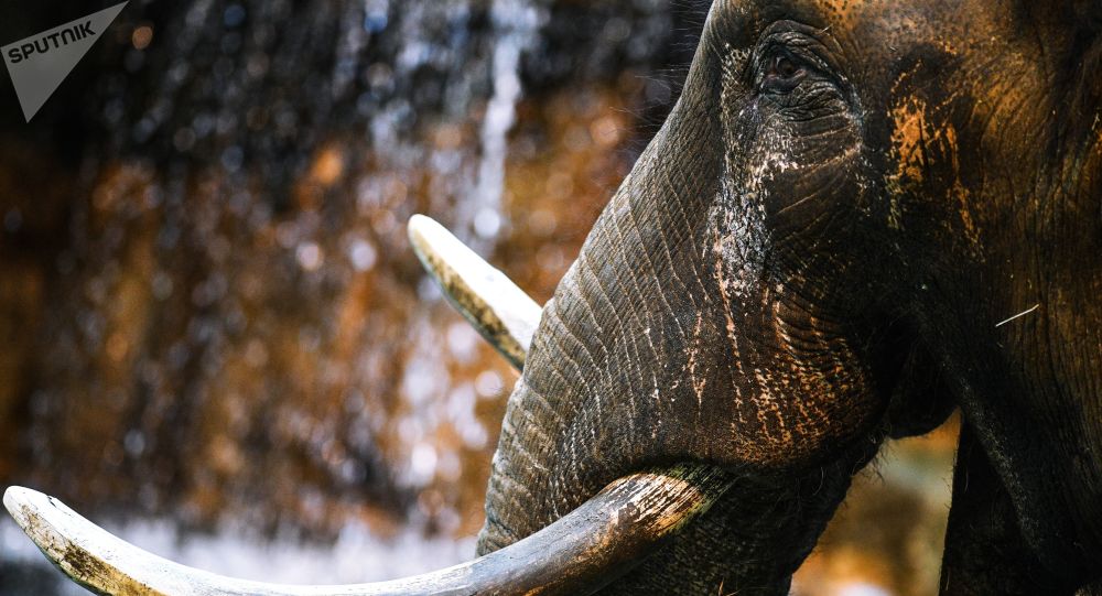 媒体：纳米比亚因干旱和繁殖数量增加计划出售170头大象