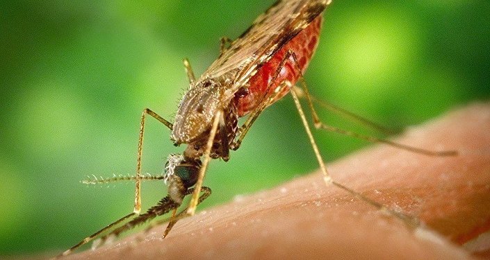 英国科学家编成全球首份疟疾病原体基因活性图谱