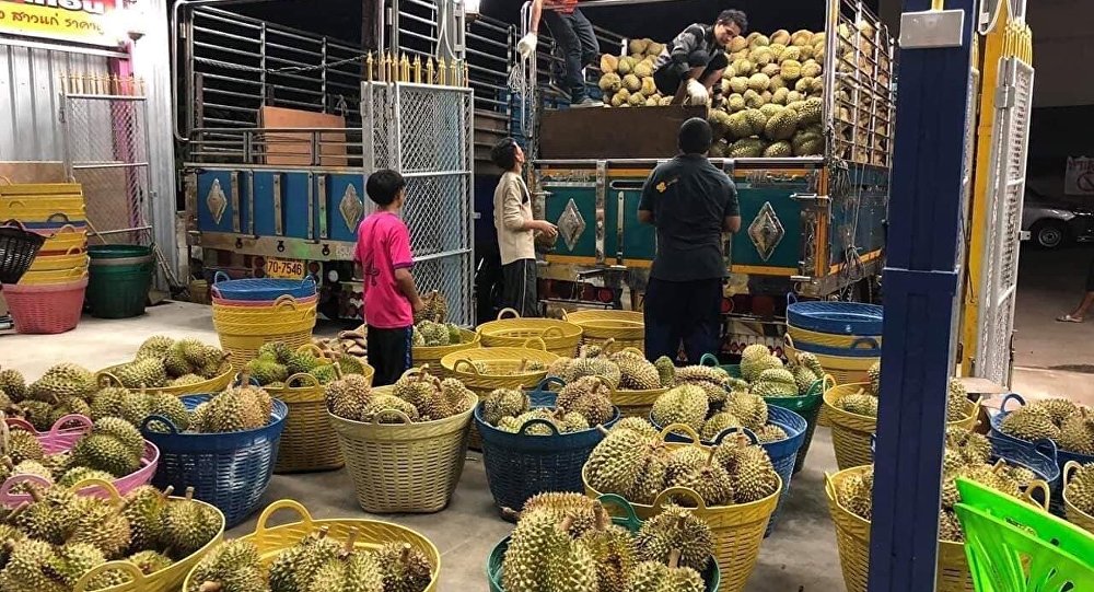 外媒：疫情未能阻挡中国对泰国榴莲需求的增长
