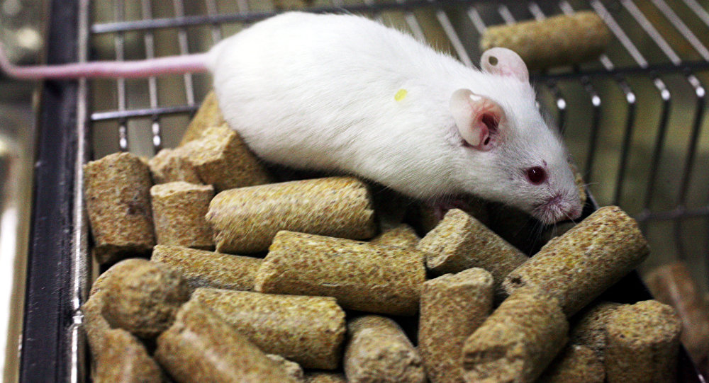 俄科学家培育新冠病毒易感老鼠用于研发疫苗和药物