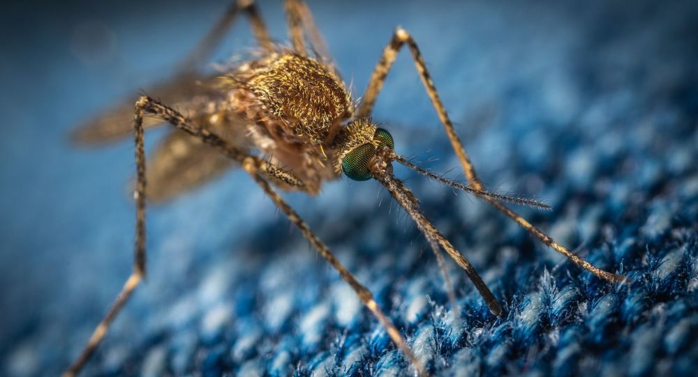 土耳其出现特别危险的蚊子