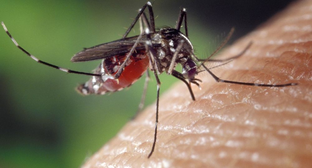 希腊流行病学家称蚊子不会传播新冠病毒